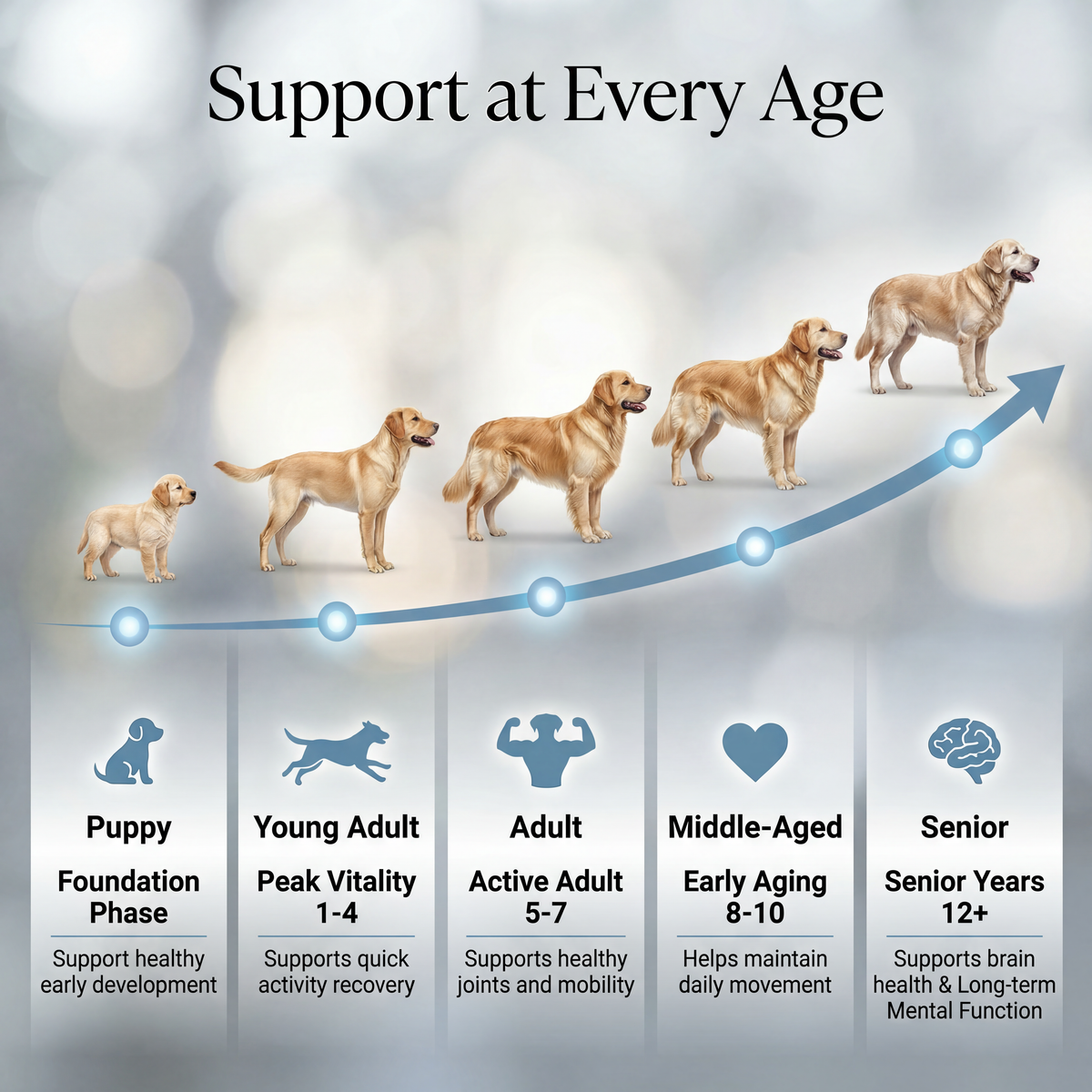 wild:age™ Longevity Chews for Dogs — NAD+ Supplement with NMN, Probiotics, HMB, Resveratol for Healthy Aging, Energy & Joint Support